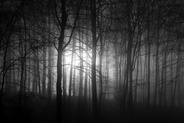 Beech forest with tall trees (Fagus) in Iserlohn “Stadtwald“ Sauerland Germany. Misty and foggy atmosphere on a winter afternoon with low sun flashing though the trunks, greyscale black and white.