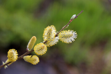 Pussy willow blooming on tree branch. Yellow catkins in spring park, allergenic plant