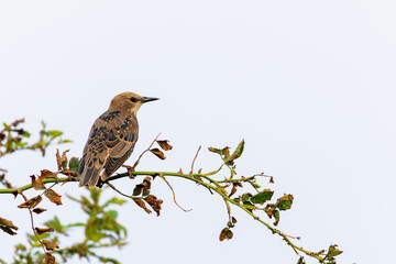 European starling (Sturnus vulgaris) on Juist, East Frisian Islands, Germany.