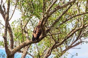 Tawny eagle (Aquila rapax) on a tree in Serengeti national park, Tanzania