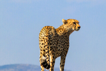 Portrait of a cheetah (Acinonyx jubatus)