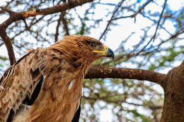 Tawny eagle (Aquila rapax) on a tree in Serengeti national park, Tanzania