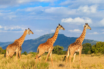 Naklejka na ściany i meble Group of giraffes walking in Ngorongoro Conservation Area in Tanzania. Wildlife of Africa