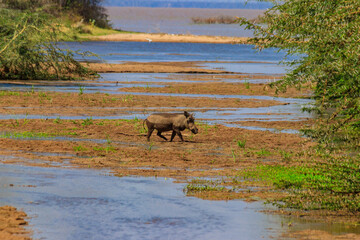 Fototapeta na wymiar Common warthog (Phacochoerus africanus) in Ngorongoro Crater National Park in Tanzania. Wildlife of Africa