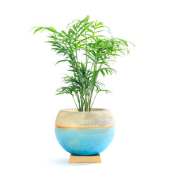 テーブルヤシの植え込み