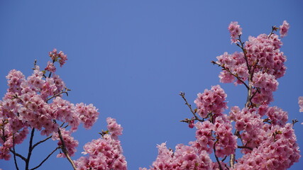 桜と空。