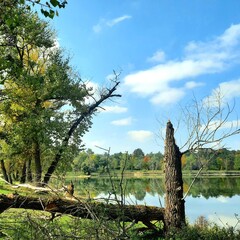lake, tree, stump, sky