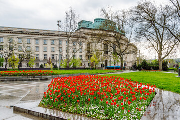 A blossoming red tulips in a city park in Sofia, the capital of Bulgaria, in the background is the building of Sofia University "St. Kliment Ohridski". Beautiful spring cityscape of Sofia.