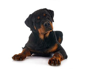 Obraz premium puppy rottweiler in studio
