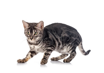 bengal kitten family