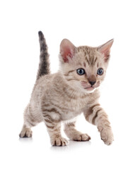 bengal kitten in studio