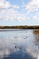 Small, lovely ducks swimming in small pond near forest and wood walking path.