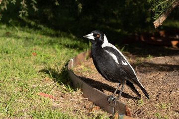 Australian magpie in the grass