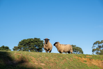 Pair of Suffolk Sheep on green grass against blue sky with copy space