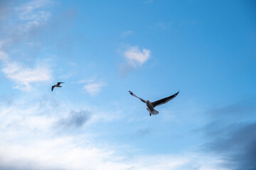 Looking up at seagulls flying in the blue sky at sunset with text space