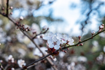 White cherry blossom flowers on blurred background