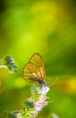 Fototapeta na wymiar Butterfly on a flower. A flock of butterflies by the water. Colorful spring background with copy space. Spring and ecology concept.