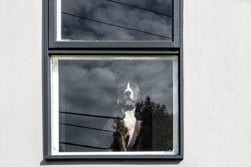 Lonely dog sitting behind window and watching the streets - 481104737