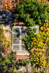 Autumn foliage color with old window