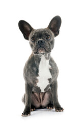 french bulldog in studio