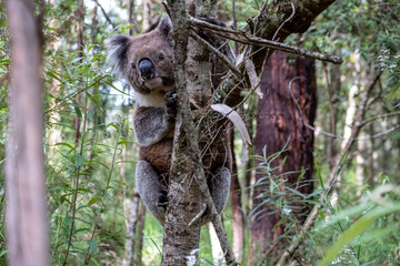 Koala bear in the wild - closeup