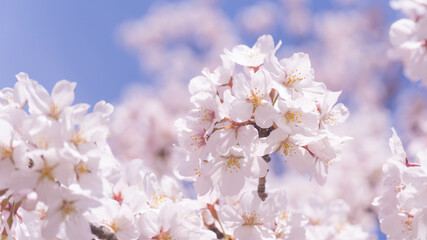 満開の桜。