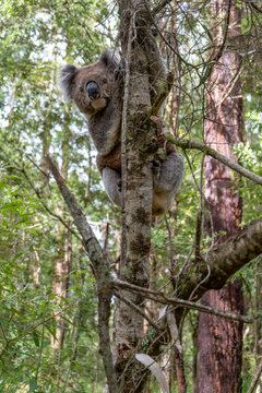 Koala bear climbing a tree in Australian forest