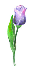 Watercolor illustration isolated tulip flower in soft purple color. 
