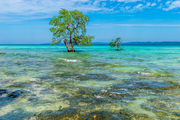 Mangrove on the sea, Lakshmanpur Beach, Neil Island, Andaman, India