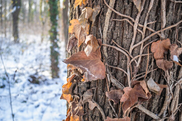 Evergreen forest on the mountain Fruska Gora. Dried leaves of wild ivy wrapped around an evergreen tree.