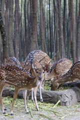 spotted deer or deer axis, deer with white spots on their bodies are eating leaves