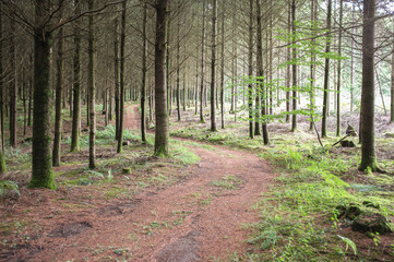 France Morvan Forrest