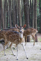 spotted deer or deer axis, deer with white spots on their bodies are eating leaves