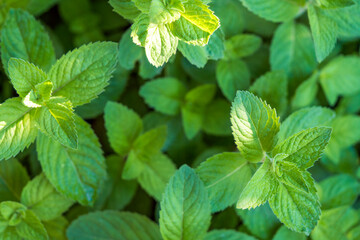 Green mint plant grow background. Top view, close up © Iana Alter