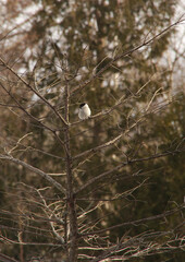 冬の枯れ枝に停まった小さな野鳥。