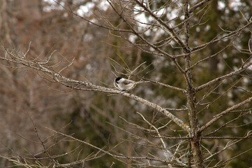 冬の枯れ枝に停まった小さな野鳥。