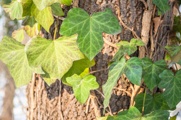 Obraz premium Evergreen forest on the mountain Fruska Gora. Sunlit by the winter sun, green leaves of wild ivy wrapped around an evergreen tree. 