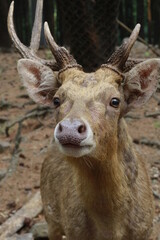 cute deer face looking at camera up close
