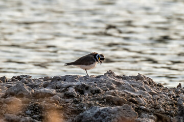 Little Ringed Plover (Charadrius dubius) standing on the beach in Thailand.