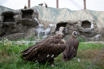 Two Griffon Vultures. Gyps fulvus. Big bird on a background of green grass. Portrait. Wildlife, Africa.