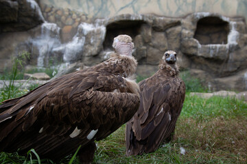 Two Griffon Vultures. Gyps fulvus. Big bird on a background of green grass. Portrait. Wildlife, Africa.