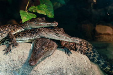 Crocodiles at rest and sleeping 