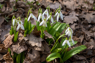 First spring snowdrops in sunny garden among dry leaves