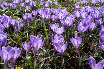 Sunny field of purple crocus flowers with green leaves. Spring background.