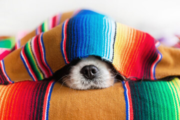 Cute dog sleepeing under colorful blanket