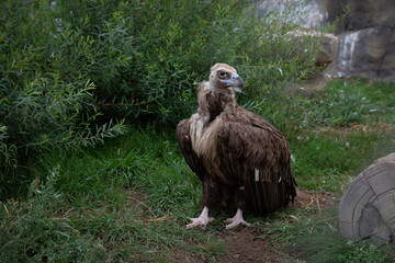 Griffon Vulture full length. Gyps fulvus. Big bird on a background of green grass. Portrait. Wildlife, Africa.