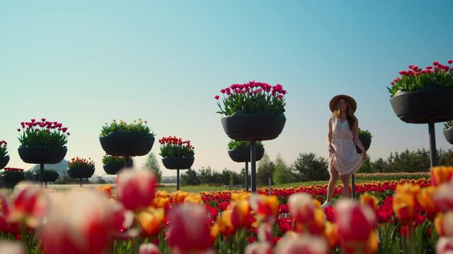 Beautiful tulip garden with bright flower buds in blue sky background.