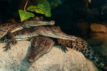 Crocodiles close up in indonesia