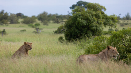 Subadult male lions in the wild