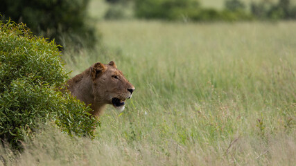 a young male lion in green grass